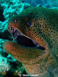 Giant moray by Sean Cooper 